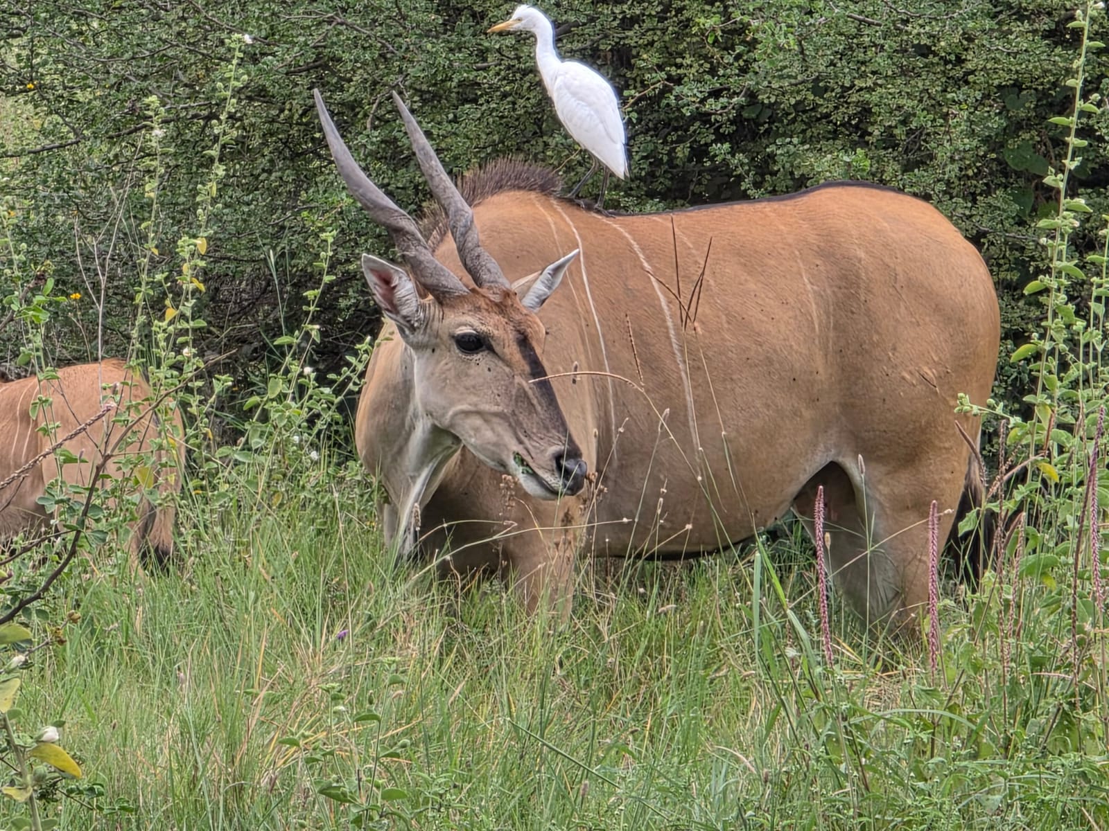 Atush safari experience
